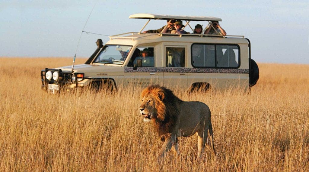 Safari & Wildlife